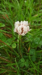 Veronica officinalis