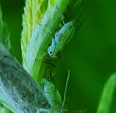 Macrosiphum cholodkovskyi