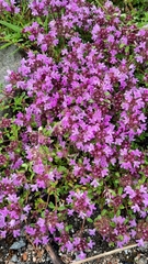 Veronica officinalis