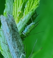 Macrosiphum cholodkovskyi
