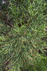 Athrotaxis cupressoides