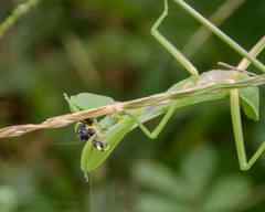 Hierodula patellifera