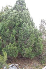 Athrotaxis cupressoides