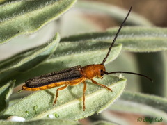 Oberea erythrocephala