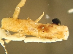 Abrothallus usneae