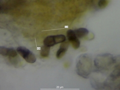 Abrothallus usneae