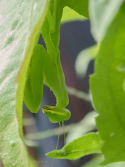 Hierodula patellifera