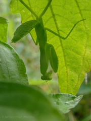 Hierodula patellifera