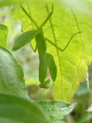 Hierodula patellifera