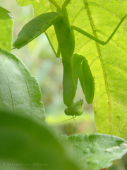 Hierodula patellifera