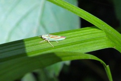 Graphocephala