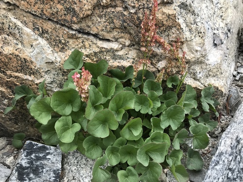 alpine sorrel