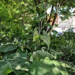 Arctium tomentosum