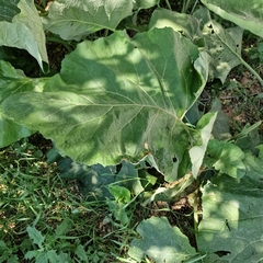 Arctium tomentosum