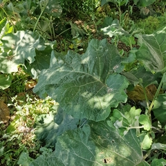 Arctium tomentosum
