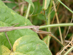 Tenodera
