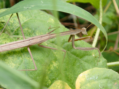 Tenodera