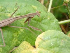 Tenodera