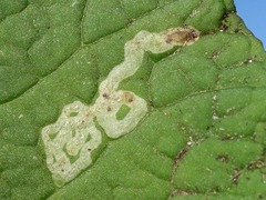 Phytomyza primulae