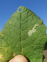 Phytomyza primulae