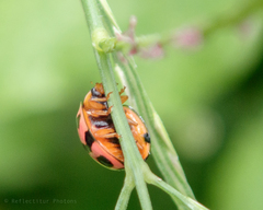 Cheilomenes sexmaculata