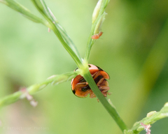 Cheilomenes sexmaculata