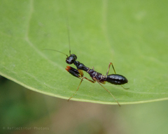 Odontomantis planiceps