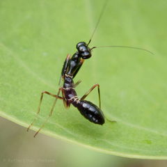 Odontomantis planiceps