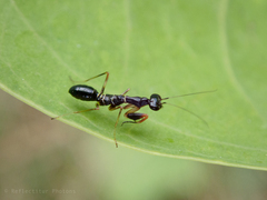 Odontomantis planiceps