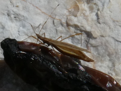 Berytinus clavipes