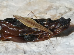 Berytinus clavipes