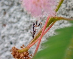 Odontomantis planiceps