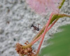 Odontomantis planiceps