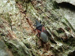 Oxycarenus lavaterae