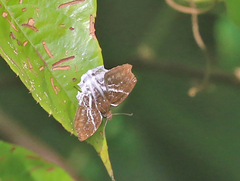 Odontoptilum pygela