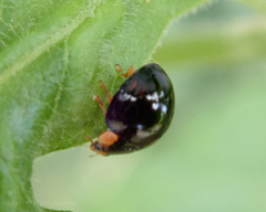 Coccinellidae