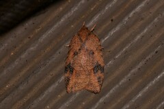 Thyromorpha stibaropis