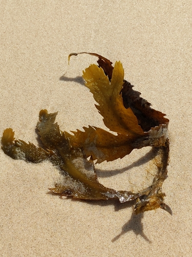 Fucus serratus observed 2022-07-02