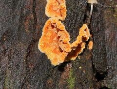 Gloeoporellus merulinus
