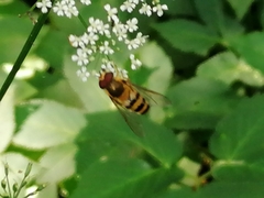 Epistrophe grossulariae