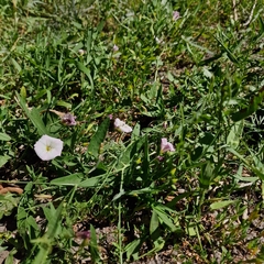 Convolvulus arvensis