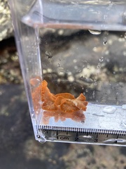 Phrikoceros