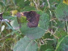 Heterarthrus ochropoda