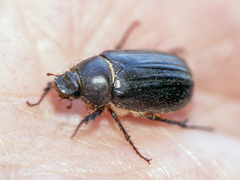 Aplidia transversa transversa