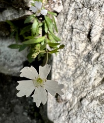 Heliosperma