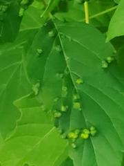 Phyllocoptes didelphis