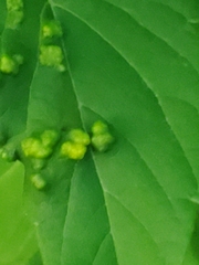 Phyllocoptes didelphis