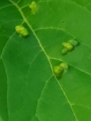 Phyllocoptes didelphis