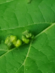 Phyllocoptes didelphis