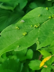 Phyllocoptes didelphis